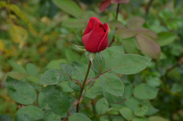 Similar image 22331592