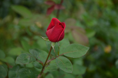 Similar image 22321592