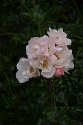 Similar image 22319696