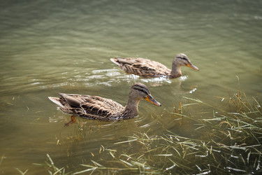 Similar image 22311370