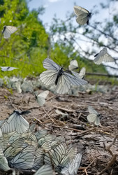 Similar image 22316981