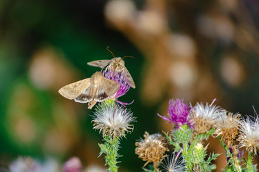 Similar image 22315472