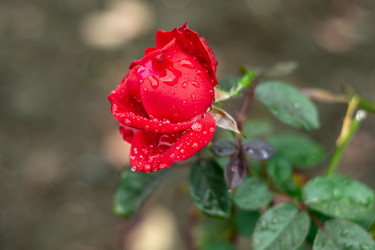 Similar image 22315496