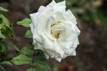 Similar image 22315498