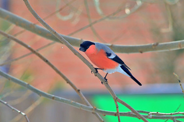 Similar image 22316661