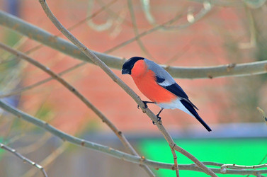 Similar image 22316662