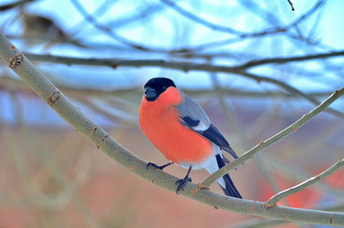 Similar image 22316664