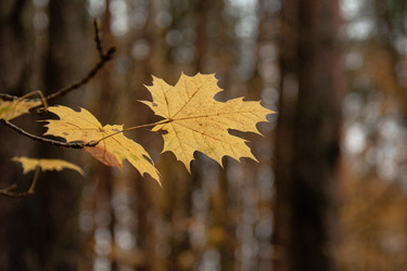 Similar image 22316433