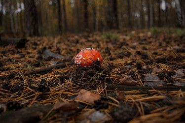 Similar image 22316439