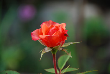 Similar image 22318675