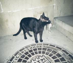 Similar image 22316713