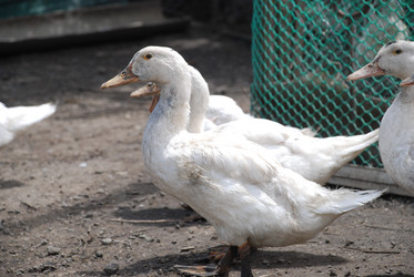 Similar image 22318811