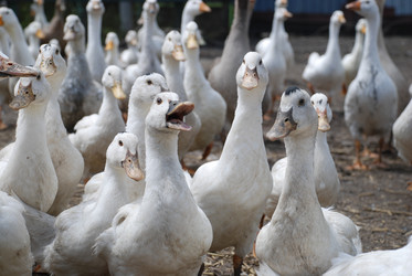 Similar image 22318816