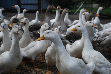 Similar image 22318818