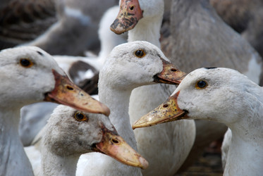 Similar image 22318823