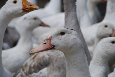 Similar image 22318826