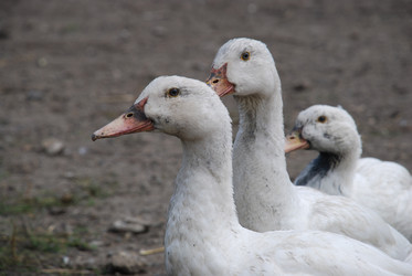 Similar image 22318827