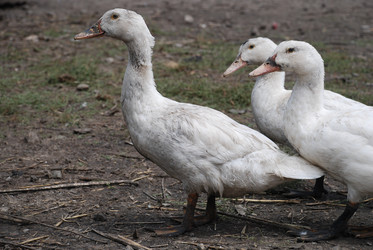 Similar image 22318828