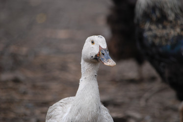 Similar image 22318833