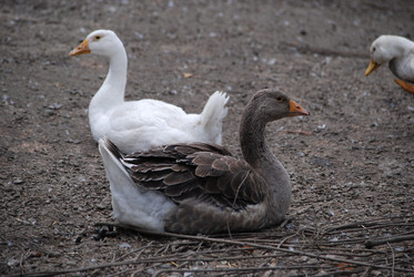 Similar image 22318835