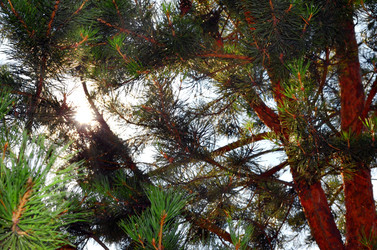 Similar image 22317553