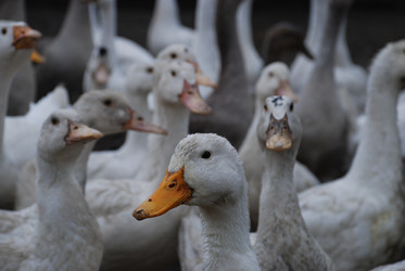 Similar image 22319776