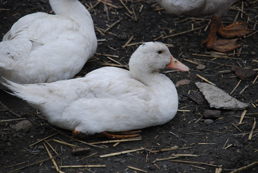 Similar image 22319780