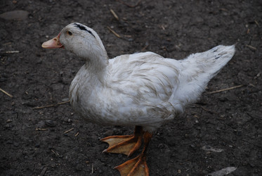 Similar image 22319784