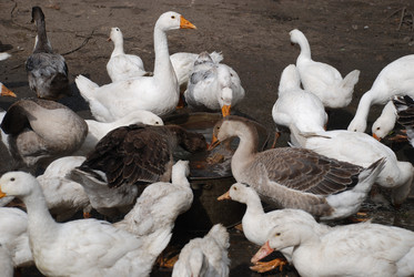 Similar image 22319792