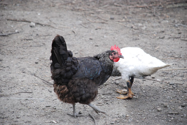 Similar image 22319796