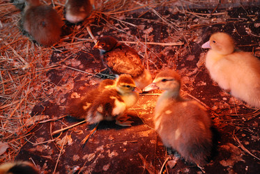 Similar image 22319799