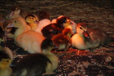 Similar image 22320121