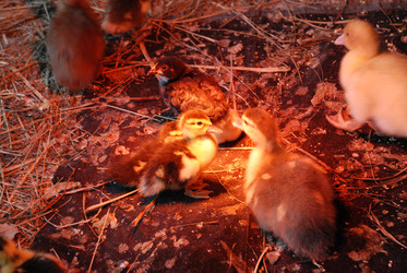 Similar image 22320122