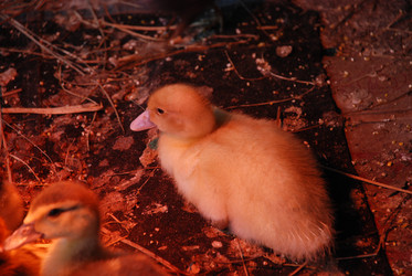 Similar image 22320123