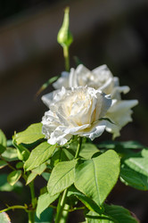 Similar image 22319884