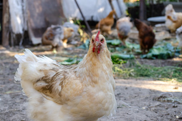 Similar image 22319888