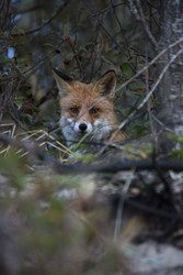 Similar image 22323400