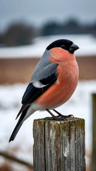 Similar image 22321740