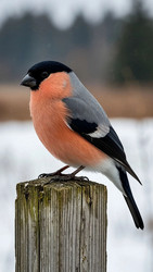 Similar image 22321744