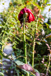 Similar image 22324059