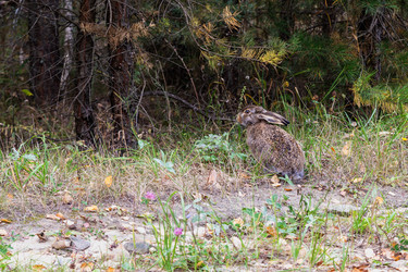 Similar image 22323603