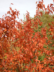 Similar image 22332112