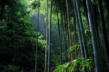 Similar image 22332005