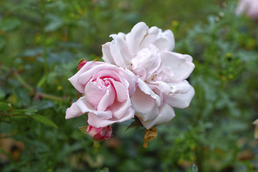 Similar image 22332900