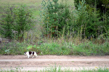 Similar image 22333000