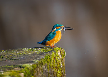 Similar image 22333102