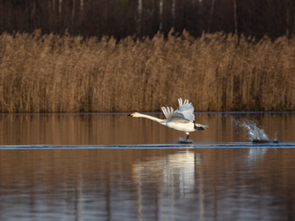 Similar image 22333103