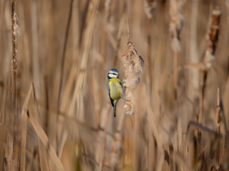 Similar image 22333105