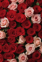 Similar image 22336773