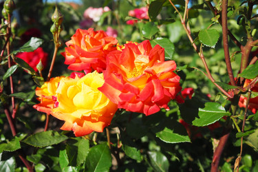 Similar image 22336949